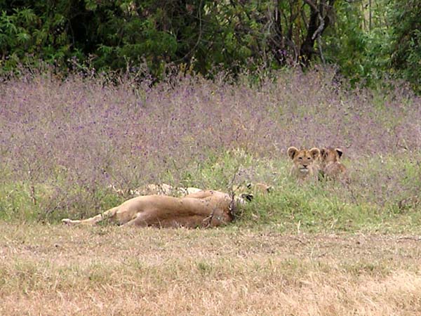 Lions and Cubs 1 Ngorongoro