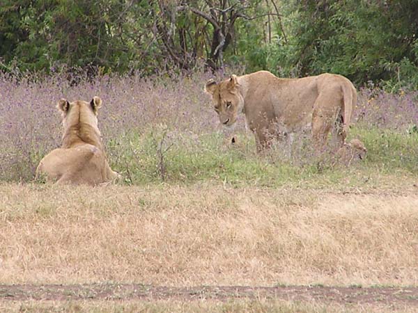 Lions and Cubs 2 Ngorongoro
