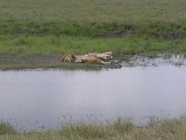 Lions at Waterhole 1 Serengeti