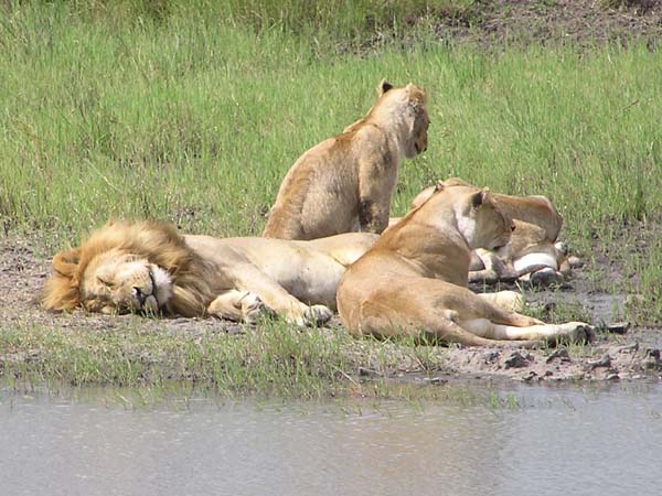Lions at Waterhole 3 Serengeti