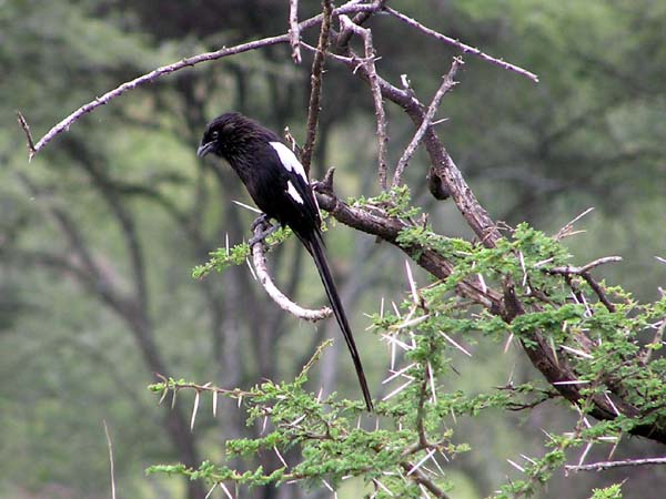 Long-Tailed Fiscal Serengeti