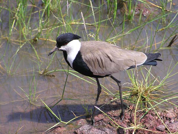 Long-Toed Lapwing Lake Manyara