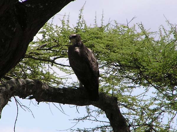 Martial Eagle Tarangire