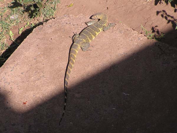 Monitor Lizard Lake Manyara