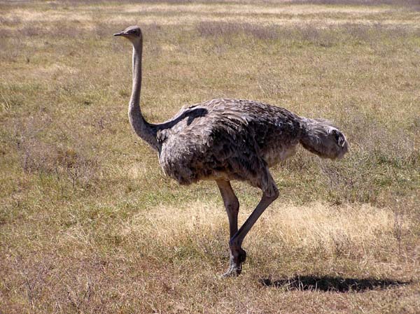 Ostrich Ngorongoro