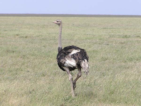 Ostrich Serengeti
