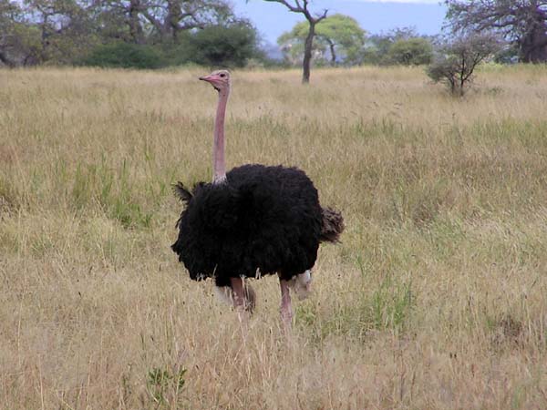 Ostrich Tarangire