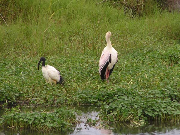Sacred Ibis and Yellow-Billed Stork Ngorongoro