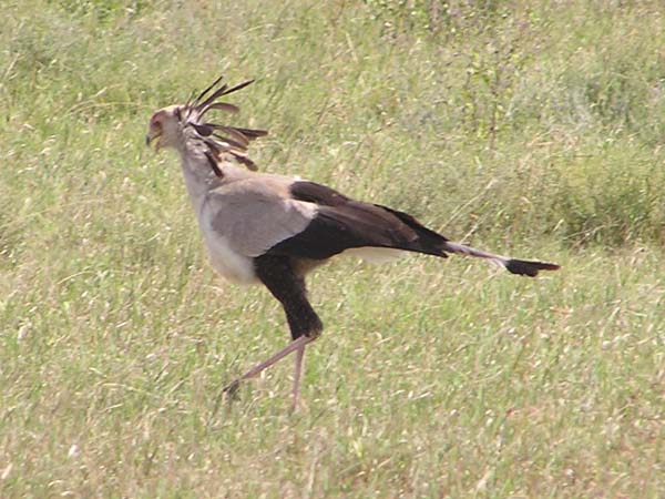 Secretary Bird Serengeti