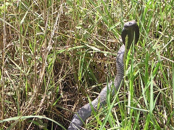 Spitting Cobra Serengeti