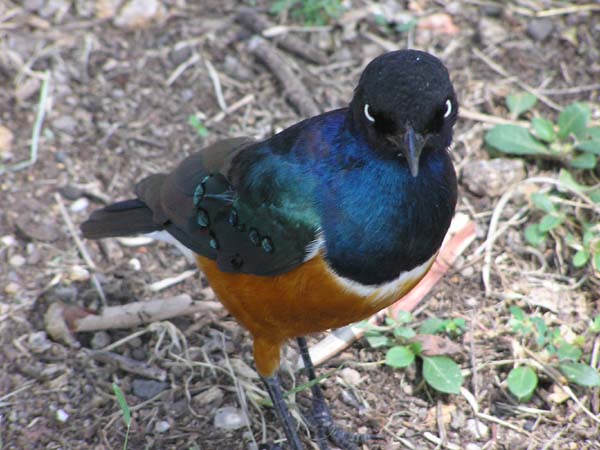 Superb Starling 2 Serengeti