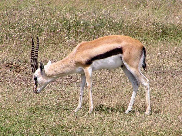 Thompsons Gazelle Serengeti