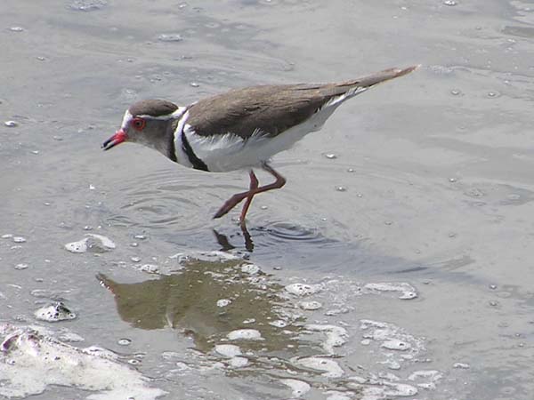 Three-Banded Plover Serengeti