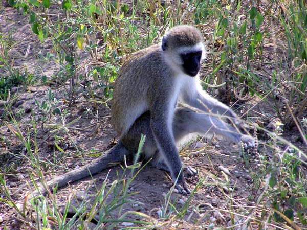 Vervet Monkey Tarangire