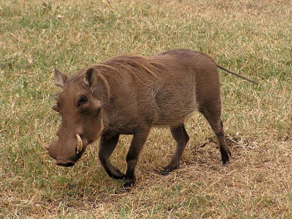 Warthog Ngorongoro