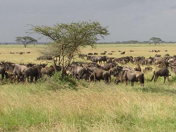 Wildebeest 1 Serengeti