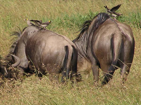 Wildebeest 2 Serengeti