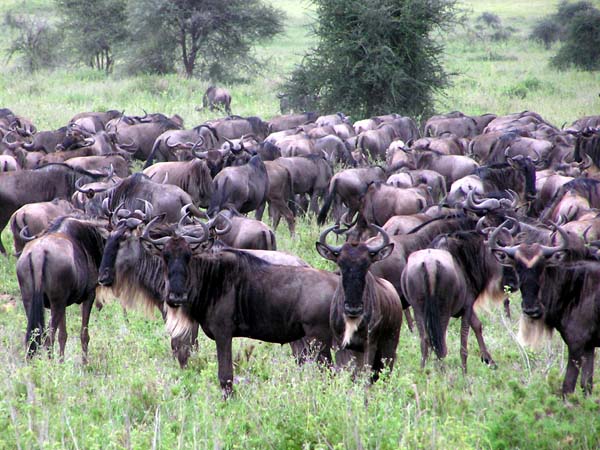Wildebeest 3 Serengeti
