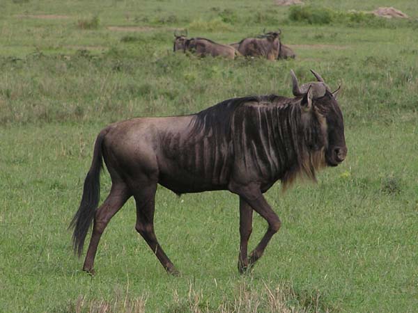 Wildebeest 4 Serengeti