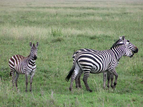 Zebra 2 Serengeti