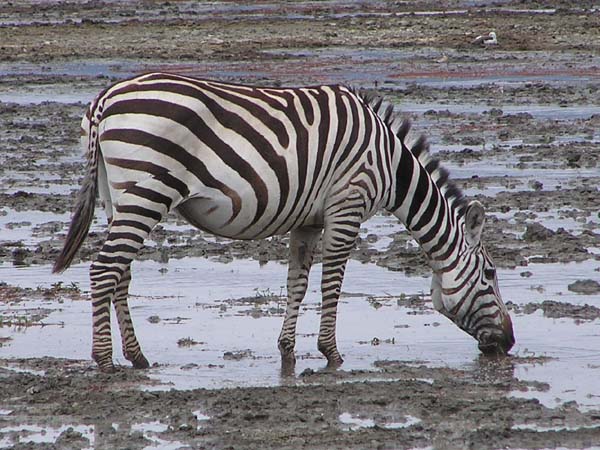 Zebra Drinking 1 Ngorongoro
