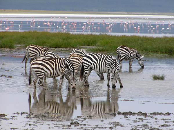Zebra Drinking 2 Ngorongoro