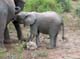 Baby Elephant Lake Manyara