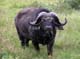 Buffalo 4 Ngorongoro