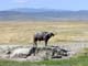 Buffalo 5 Ngorongoro