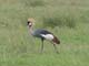 Crowned Crane Serengeti