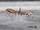 Gazelles Fighting Ngorongoro