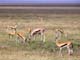 Gazelles Serengeti