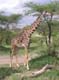 Giraffe 1 Serengeti