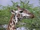 Giraffe 2 Serengeti