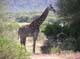Giraffe Lake Manyara