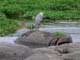 Grey Heron on Hippo Ngorongoro