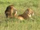Lions 1 Serengeti