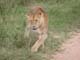 Lions 3 Serengeti