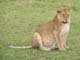 Lions 4 Serengeti