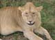 Lions 5 Serengeti