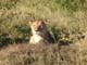 Lions 6 Serengeti