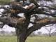 Lions In Tree 2 Serengeti