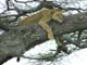 Lions In Tree 5 Serengeti