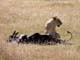 Lions and Kill 1 Serengeti