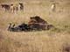 Lions and Kill 2 Serengeti