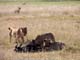 Lions and Kill 3 Serengeti