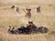 Lions and Kill 4 Serengeti