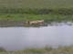 Lions at Waterhole 1 Serengeti