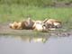 Lions at Waterhole 2 Serengeti