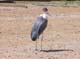 Marabou Serengeti